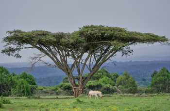 A leucistic zebra walks through the forested landscape of Mount Kenya, the second-highest mountain in Africa, in Nanyuki, Laikipia County, Kenya, Friday, May 8, 2026. 
