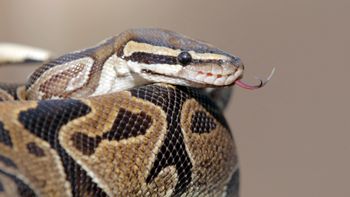 Snake, illustration