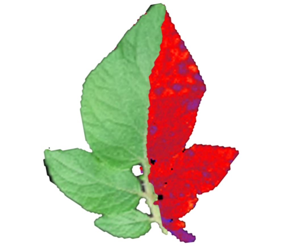 Un nouveau biocapteur à base de protéines détecte précocement les maladies des plantes