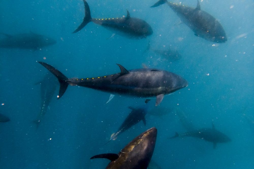Bluefin tuna fish swim in a purse seine at Balfego fishing company's aquaculture facility on the open sea off the coast of L'Atmella de Mar, Spain, on July 9, 2021.