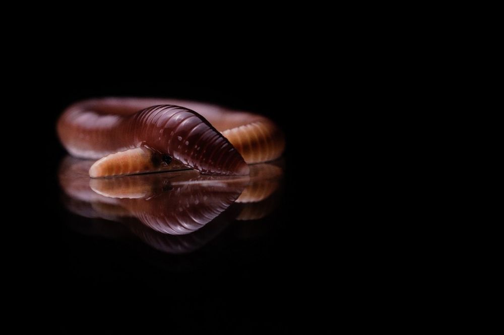 Illustration of a worm