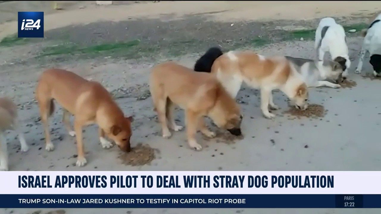 Israel Approves Pilot Program To Curb Stray Dog Population - I24NEWS