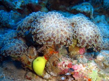 L'espèce de corail Euphyllia paradivisa dans le golfe d'Eilat de la mer Rouge