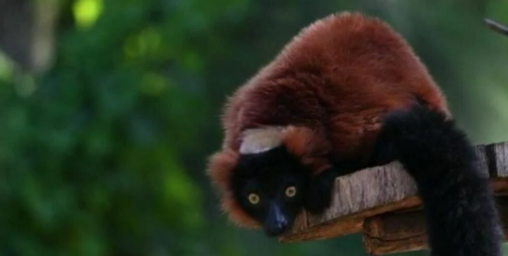 Red lemur