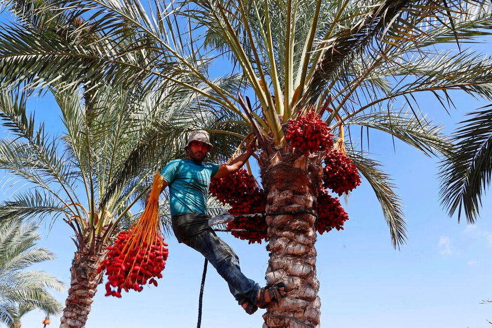 AP Photo/Adel Hana A Palestinian farm worker climbs a palm tree to harvest dates on a farm in Deir al Balah, central Gaza Strip.