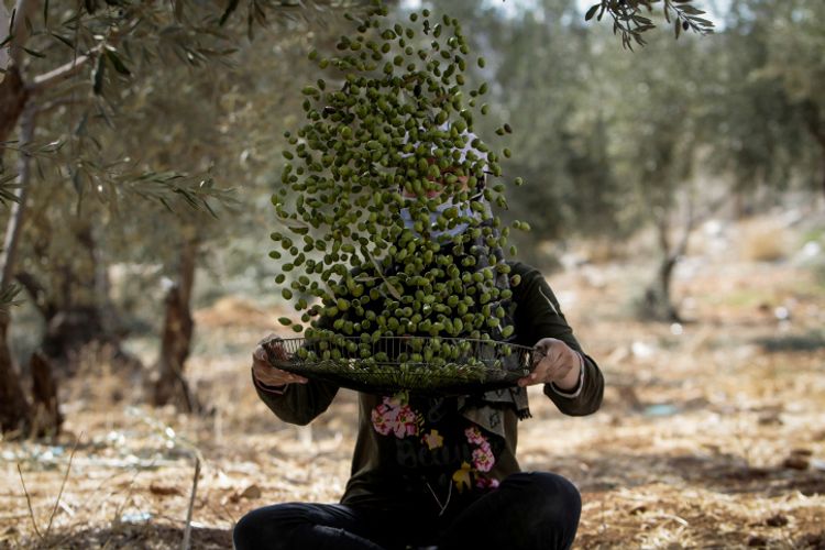 Palestinians collect olives from a tree during the annual harvest season, near the West Bank city of Nablus, on October 23, 2021.