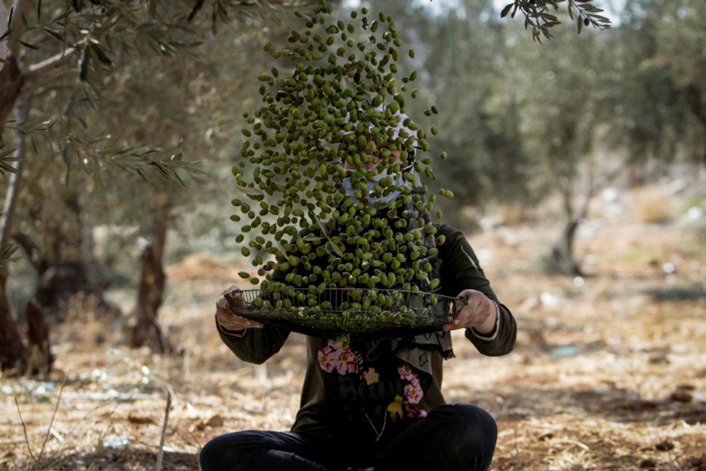 Palestinians collect olives from a tree during the annual harvest season, near the West Bank city of Nablus, on October 23, 2021.