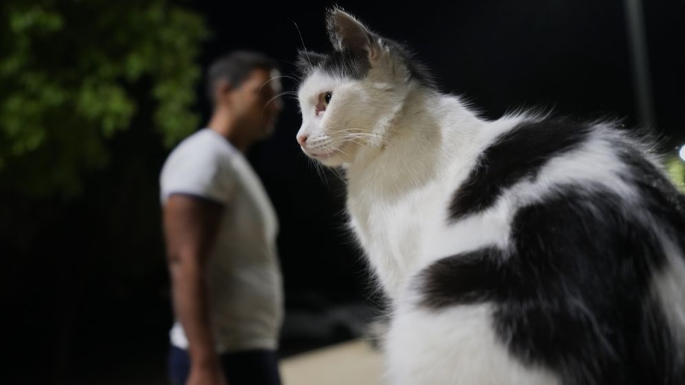 חתולה קפריסאית, ארכיון