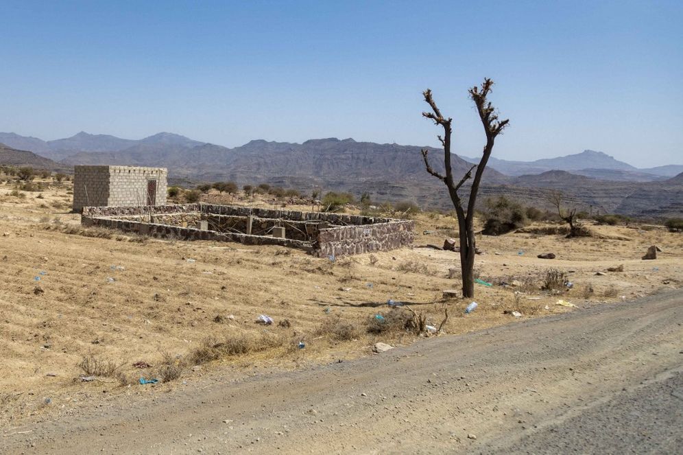 A tree with trimmed branches to be used as firewood on the outskirts of Taez, Yemen.