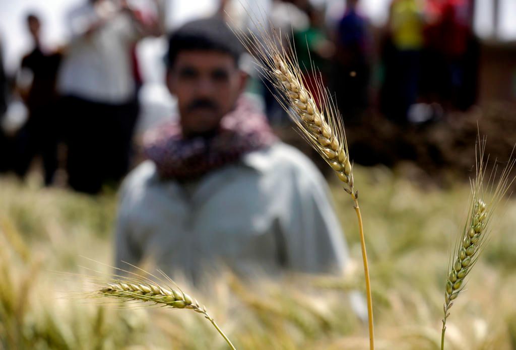 حرب البحر الأسود تهدد إمدادات القمح العربية