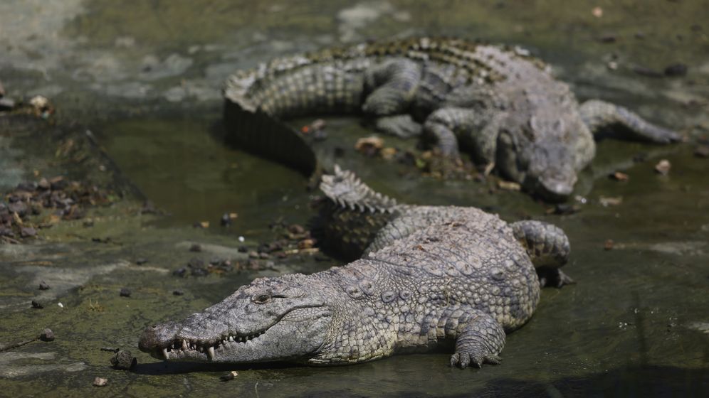 Chaim Goldberg/ FLASH90 Des crocodiles, images d'archives