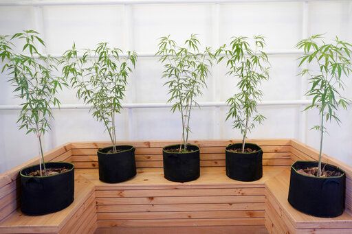 Thailand: First Asian Nation To Decriminalize Recreational Cannabis - Vimarsana News