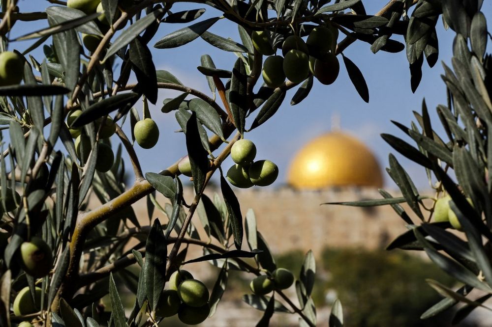 Millennium Olive trees at the Franciscan Hermitage of Gethsemane in the Mount of Olives, just outside Jerusalem's Old City, Israel, on October 21, 2017.