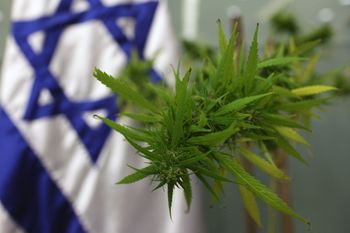 A plant of cannabis for medicinal purposes was brought to the Knesset, Israel's Parliament in Jerusalem, on Tuesday, Nov 24, 2009, for the Labor Welfare and Health Committee