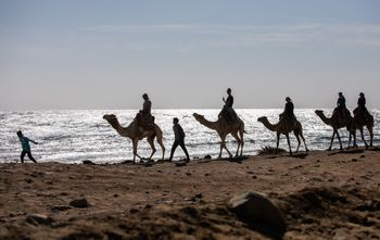 Touristes à dos de chameau dans le Sinaï