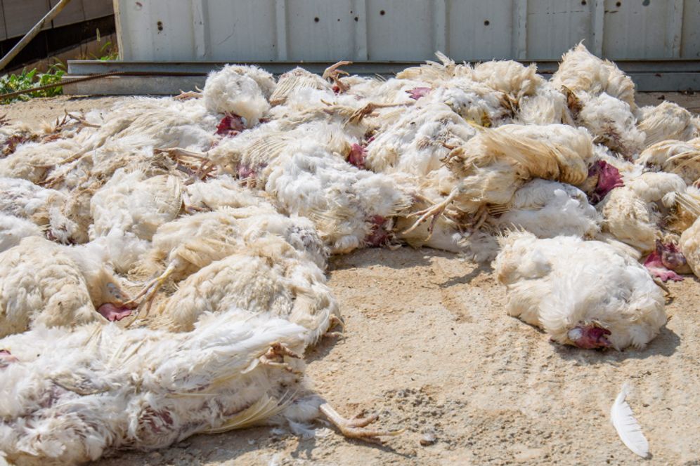 FILE - Dead chickens in the Margaliot Moshav village, in northern Israel.