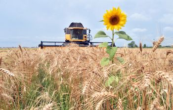 A combine harvester gathers grain from a field in the village of Mala Divytsa, Ukraine, on July 27, 2015.