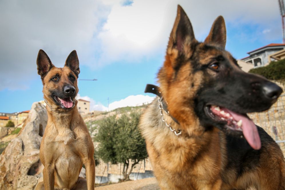 David Cohen/Flash90 Illustration - Chiens dans la ville israélienne de Tsfat