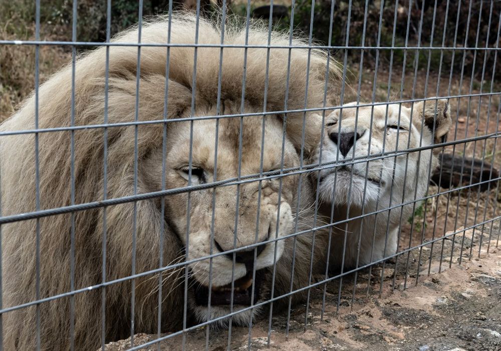 Cyprus Probes Dumping Of Dead Zoo Animals In Landfill I24NEWS