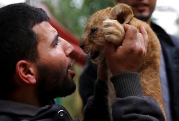 A zoo worker holds a lion cub at the zoo in Rafah, Gaza.