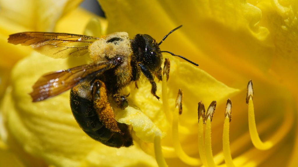 BeeWise : l'intelligence artificielle au secours des abeilles