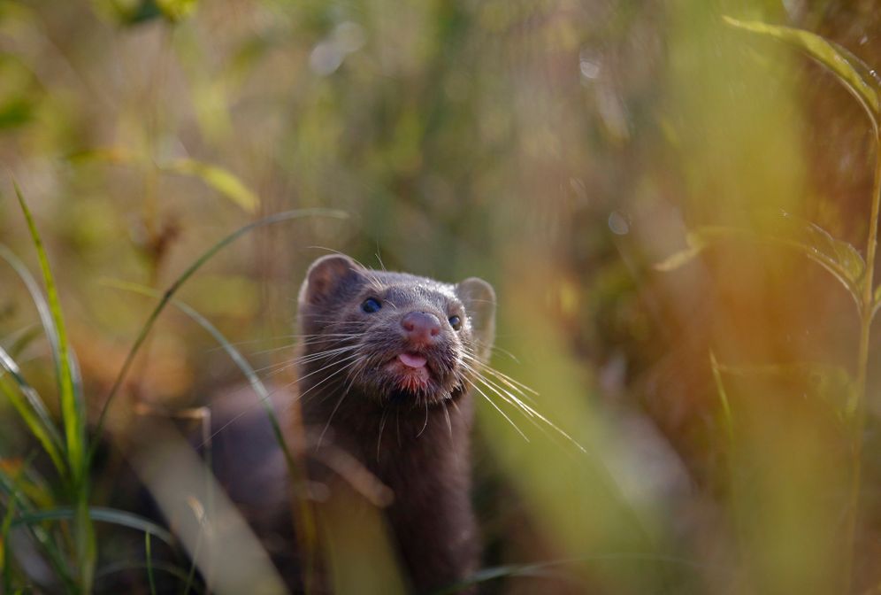 Sept. 4, 2015, a mink sniffs the air as he surveys the river beach in search of food, in meadow near the village of Khatenchitsy, northwest of Minsk, Belarus