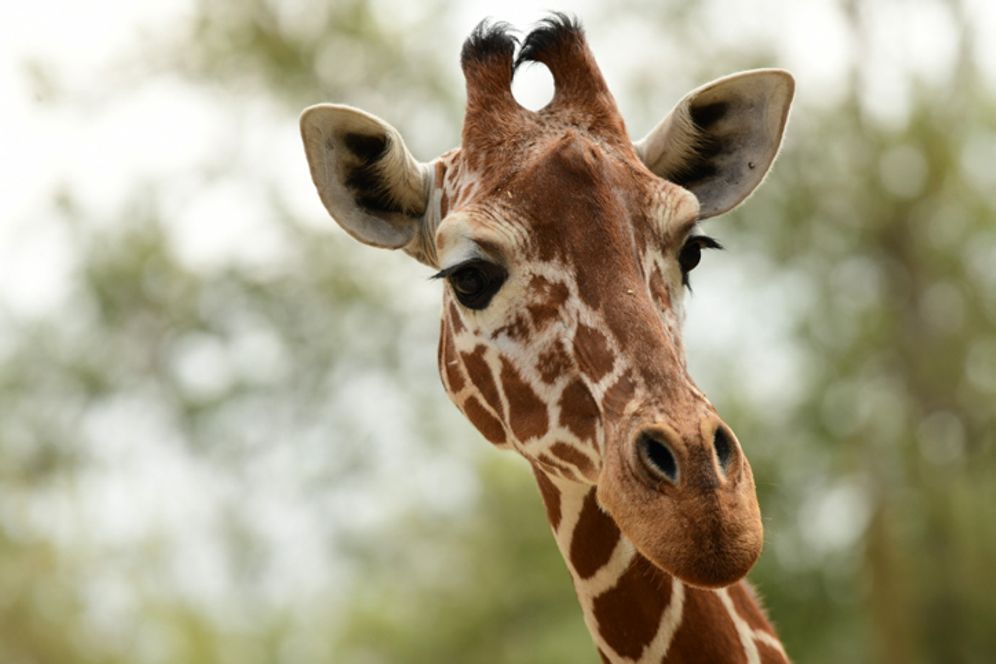 Giraffe seen at the Safari in Ramat Gan, on March 25, 2020.