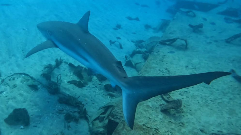 Des requins rares font leur apparition sur les côtes israéliennes

