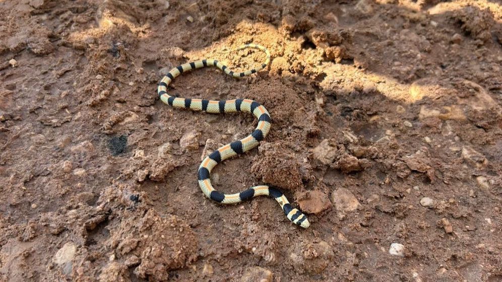 Serpent Eilat