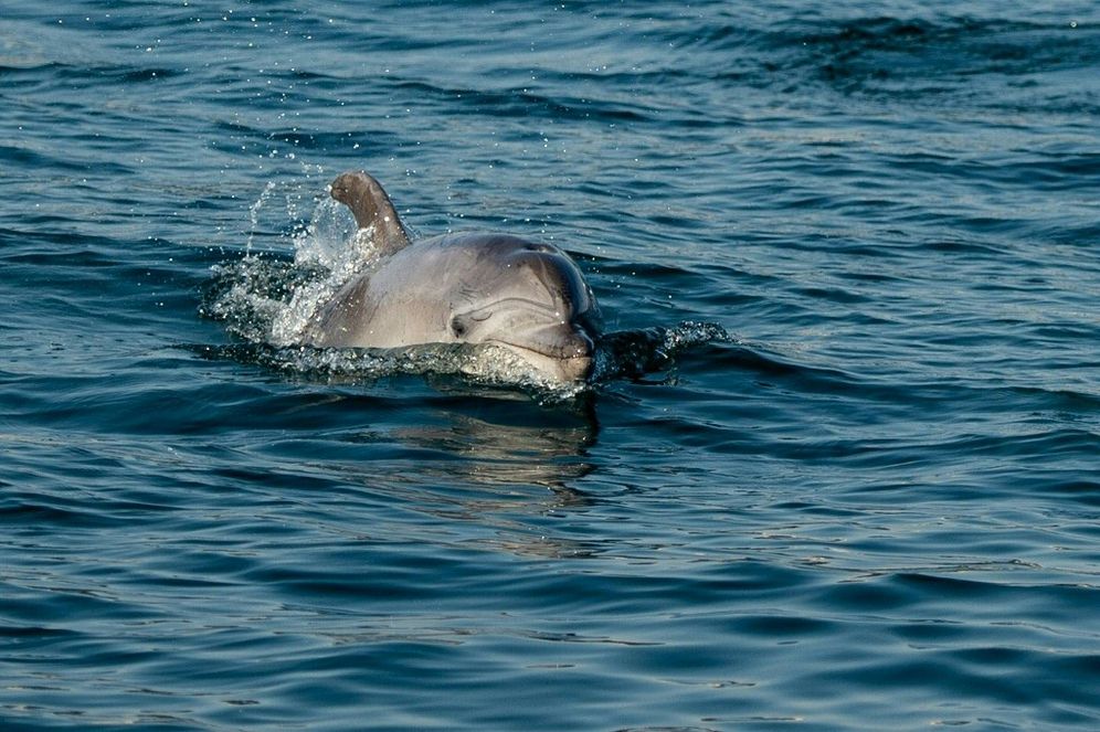 Yasin AKGUL / AFP A dolphin swims in the Bosphorus strait, Turkey, on April 26, 2020.