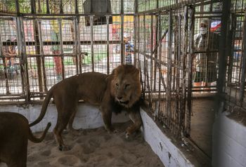 Illustration - Un lion dans un zoo de la bande de Gaza