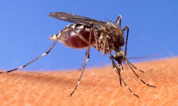 FILE - In this image provided by the USDA Agricultural Research Service, a mosquito stands upon human skin