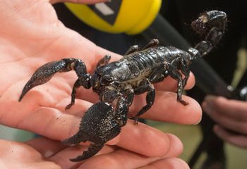 A tropical species expert shows a scorpion during a press conference in Paris, France, October 1, 2015.