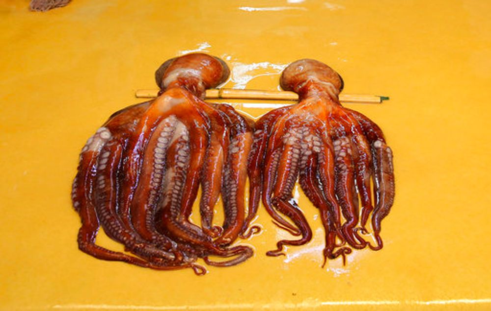 Octopus Farming A New Industry Alarming Scientists, Activists i24NEWS