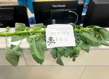 הצמח שהובא לרמב"ם יחד עם המטופלים