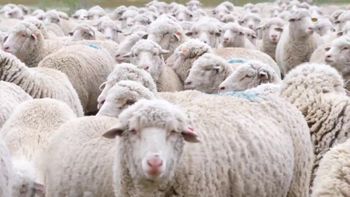 56 sheep stolen from Volcanic Institute - including sheep for unique genetic research