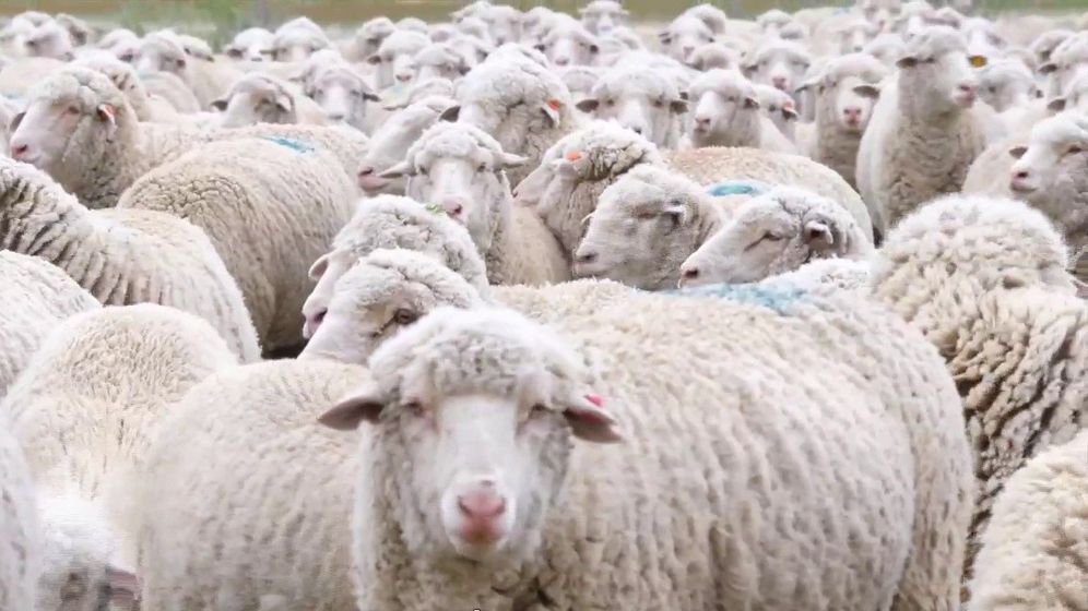 56 sheep stolen from Volcanic Institute - including sheep for unique genetic research
