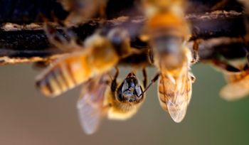 Bees during the honey harvest.