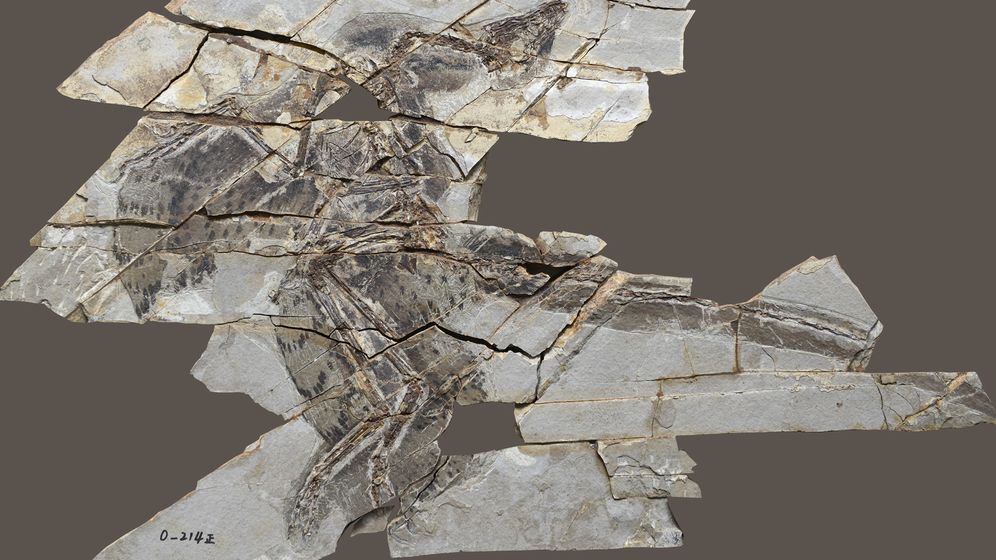 הממצא שחושף את הגילוי הנדיר על הדינוזאורים