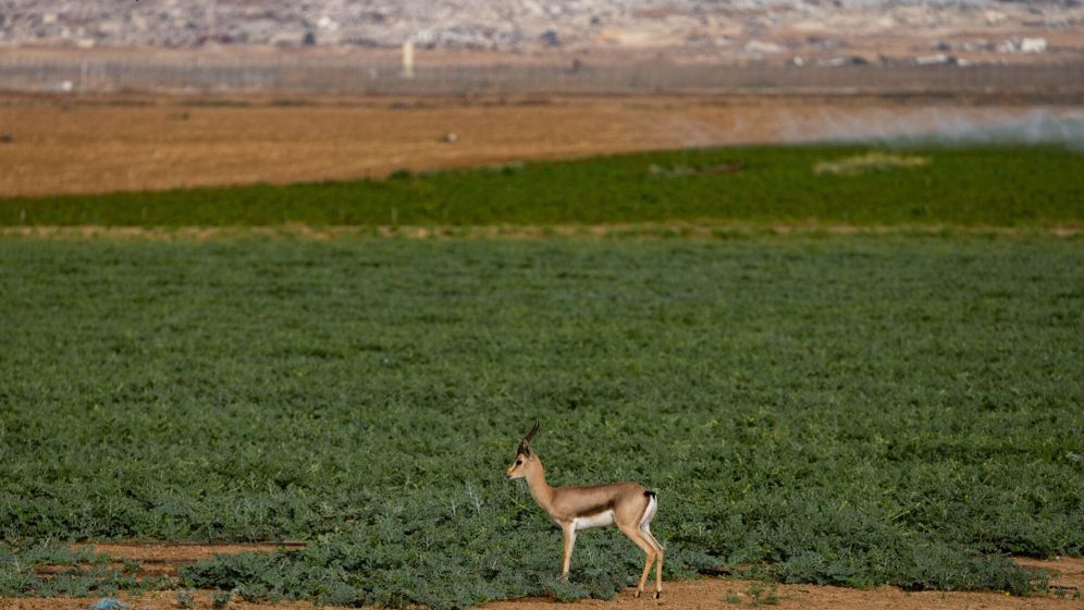 גבול רצועת עזה, ארכיון , תחזית מזג האוויר חם