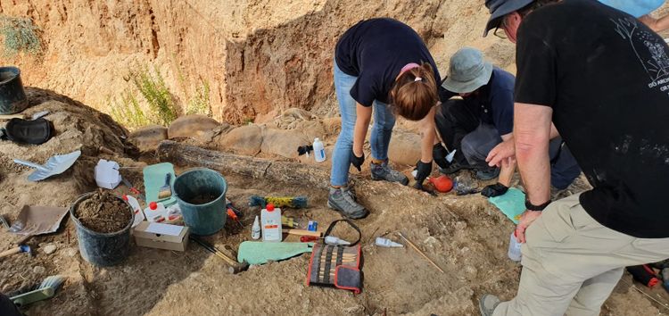 Yoli Schwartz, Israel Antiquities Authority