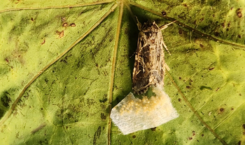 The female moth laying her eggs on a leaf