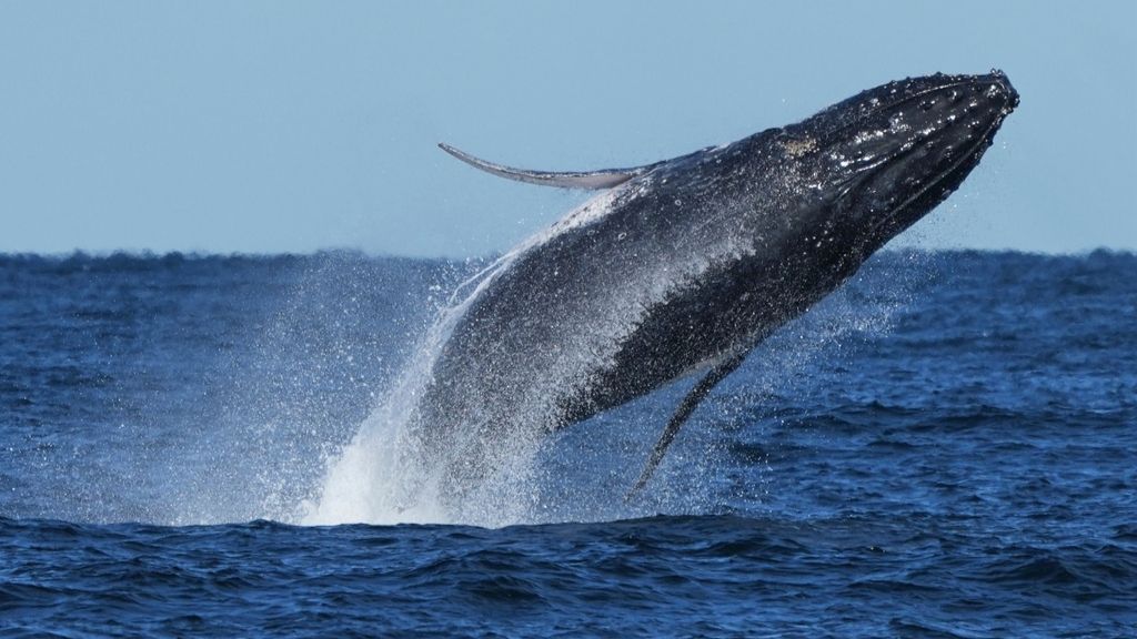 Spécial week-end | Quand la nature inspire l’ingénierie : lézards, fleurs et baleines au service du futur