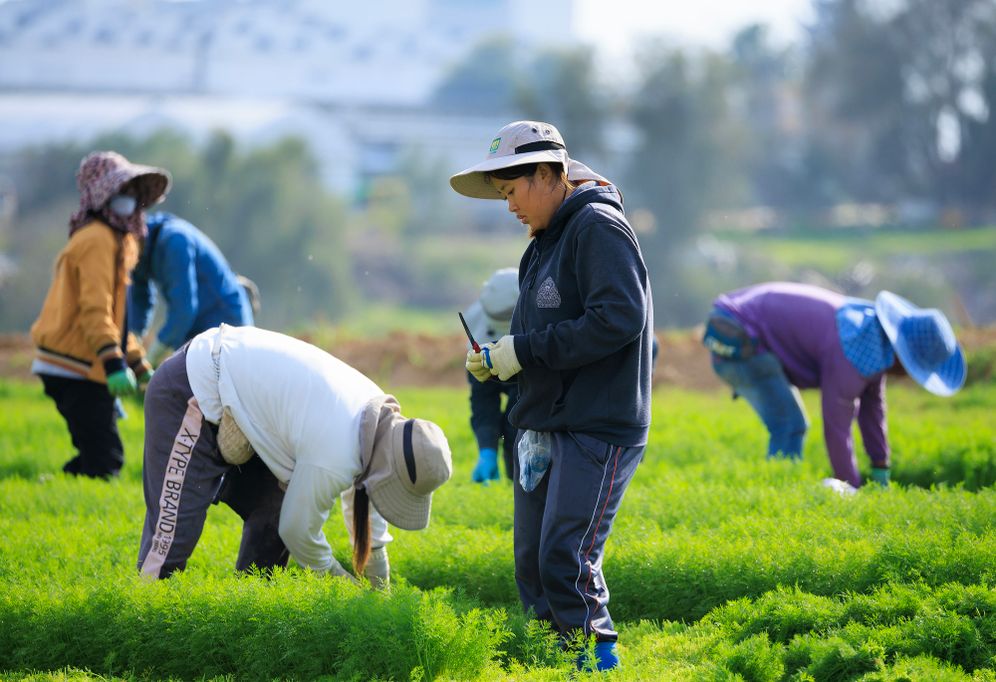 Moshe Shai/Flash90 Foreign workers work in agriculture near the Israeli border with the Gaza Strip, southern Israel, during Iron Swords war, December 25, 2023